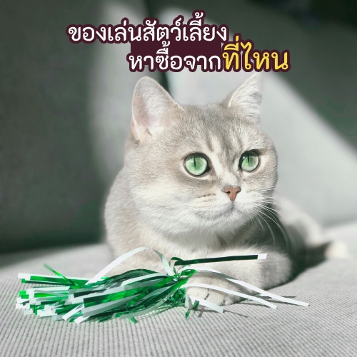 แมวสีขาวตาสีเขียว