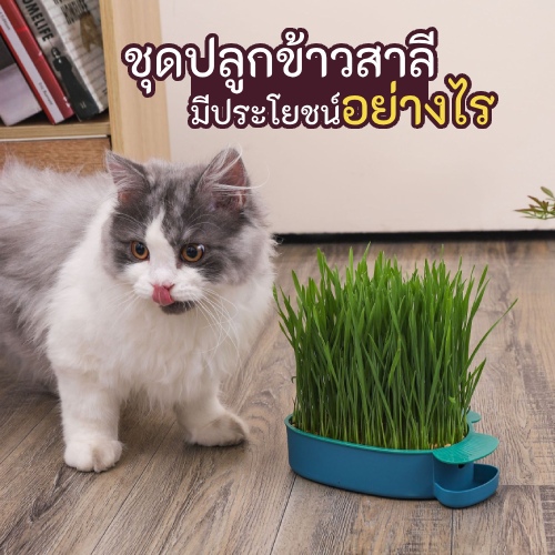 แมวกินต้นอ่อนข้าวสาลี