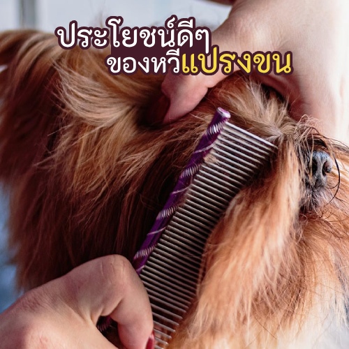 สุนัขสีน้ำตาลขนฟู