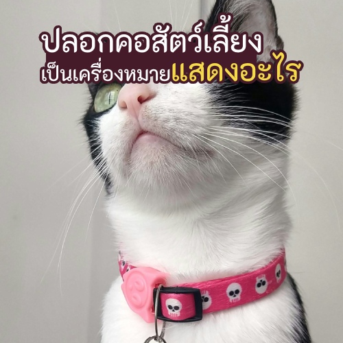 แมวสวมปลอกคอสีชมพู