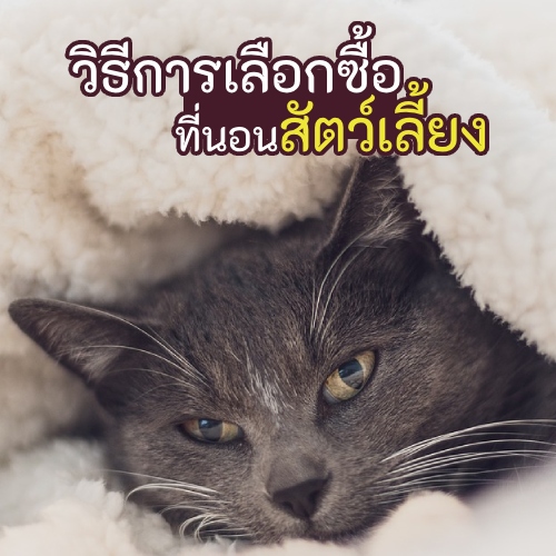 แมวดำนอนในผ้าห่ม